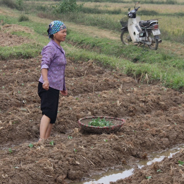 North Vietnam vegetable supply