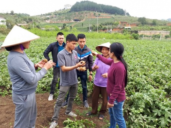 Agrico’s potato varieties showing strong performance in Vietnam