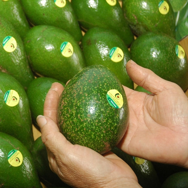 Marketing and branding for avocado sector development