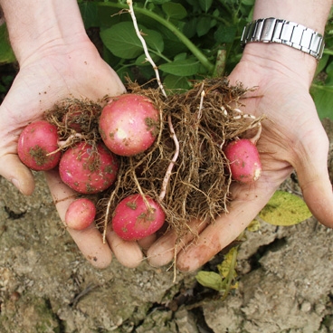 Sigrid Wertheim-Heck on ‘Pro-Poor Potato’ project in Vietnam