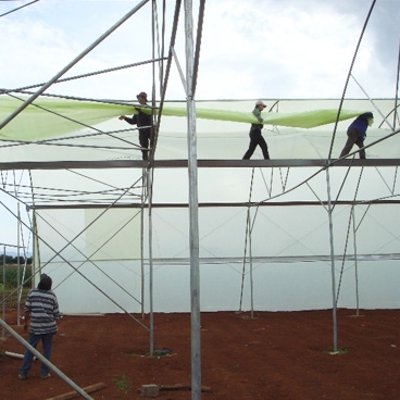 Vietnamese vegetable growth in modern greenhouses