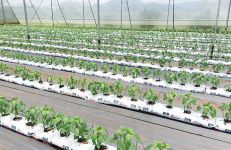 First milestones achieved for the development of a modern greenhouse sector