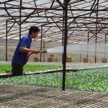 The Netherlands, Vietnam enhance agricultural cooperation