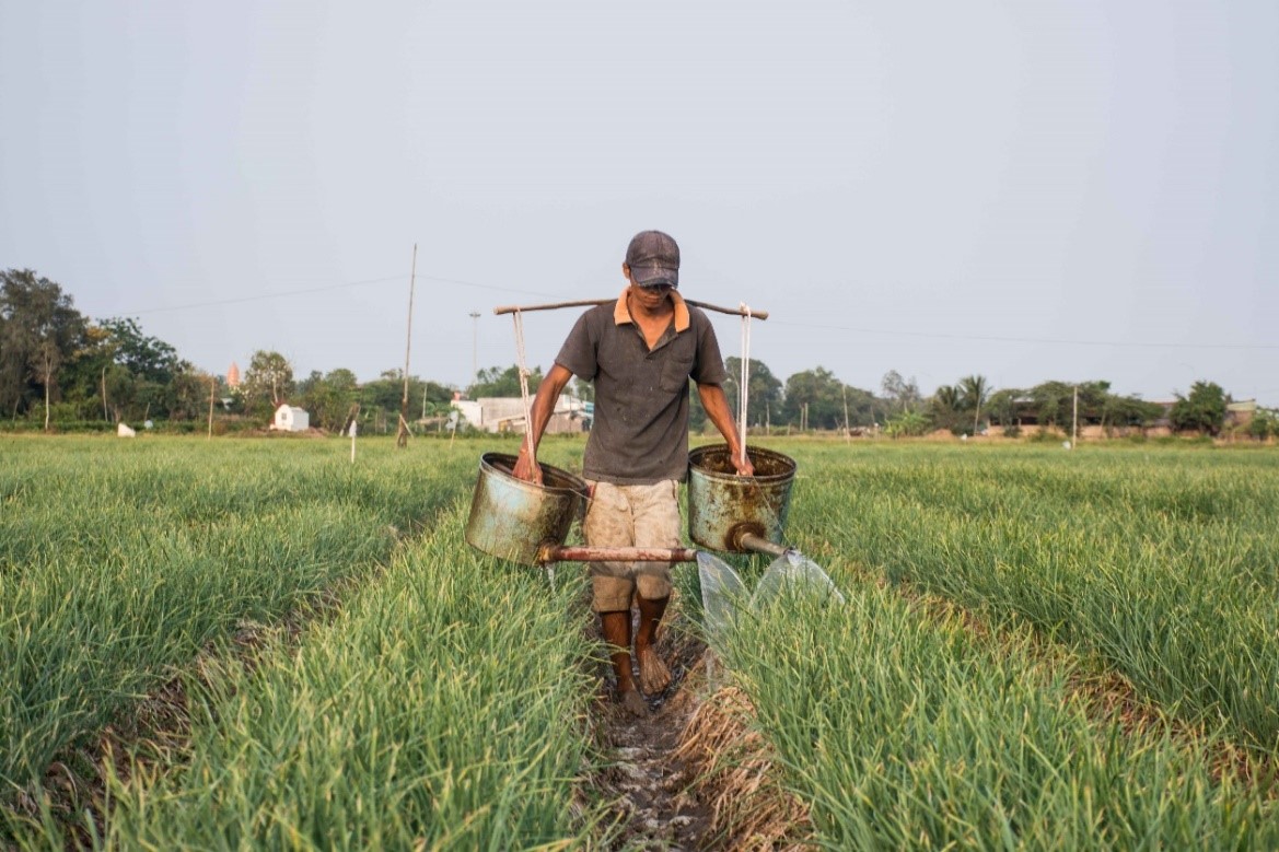 Transition towards sustainable shallot value chains in the Mekong Delta