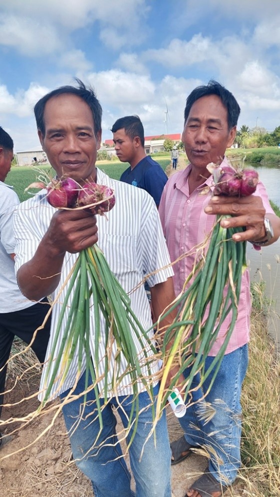 Shallot farmers harvest and inspect the quality and yield of Maserati