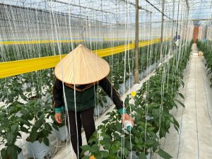 Transition towards a more safe, sustainable and professional horticulture sector in Viet Nam