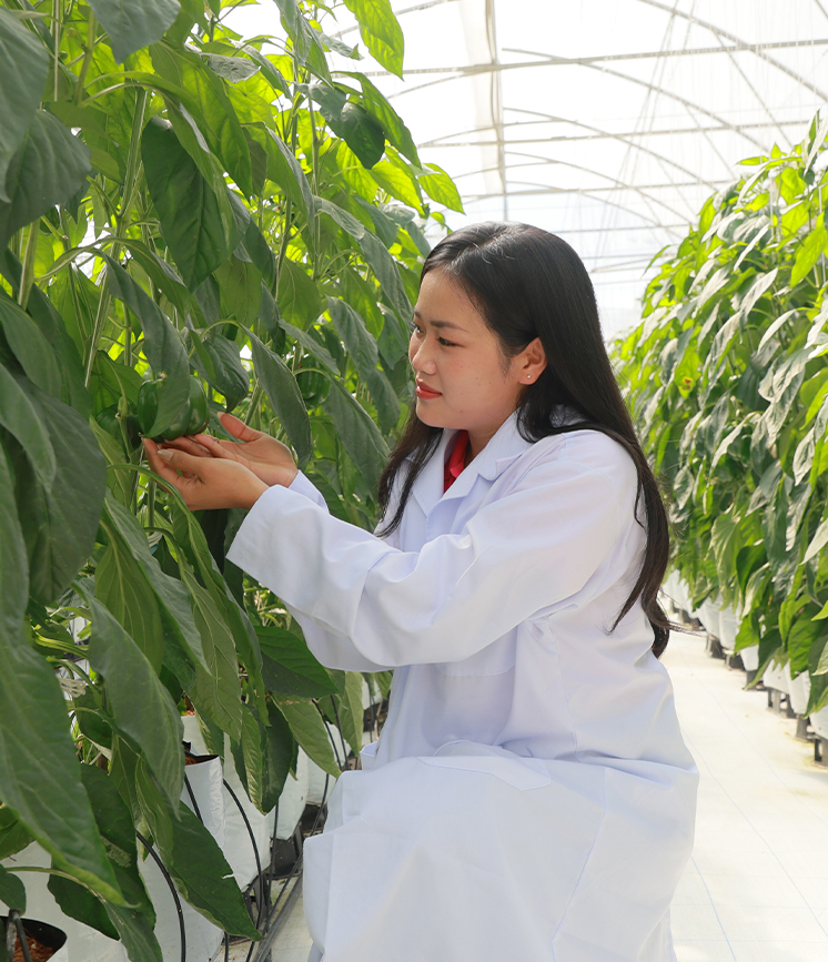 IPM Sales Officer