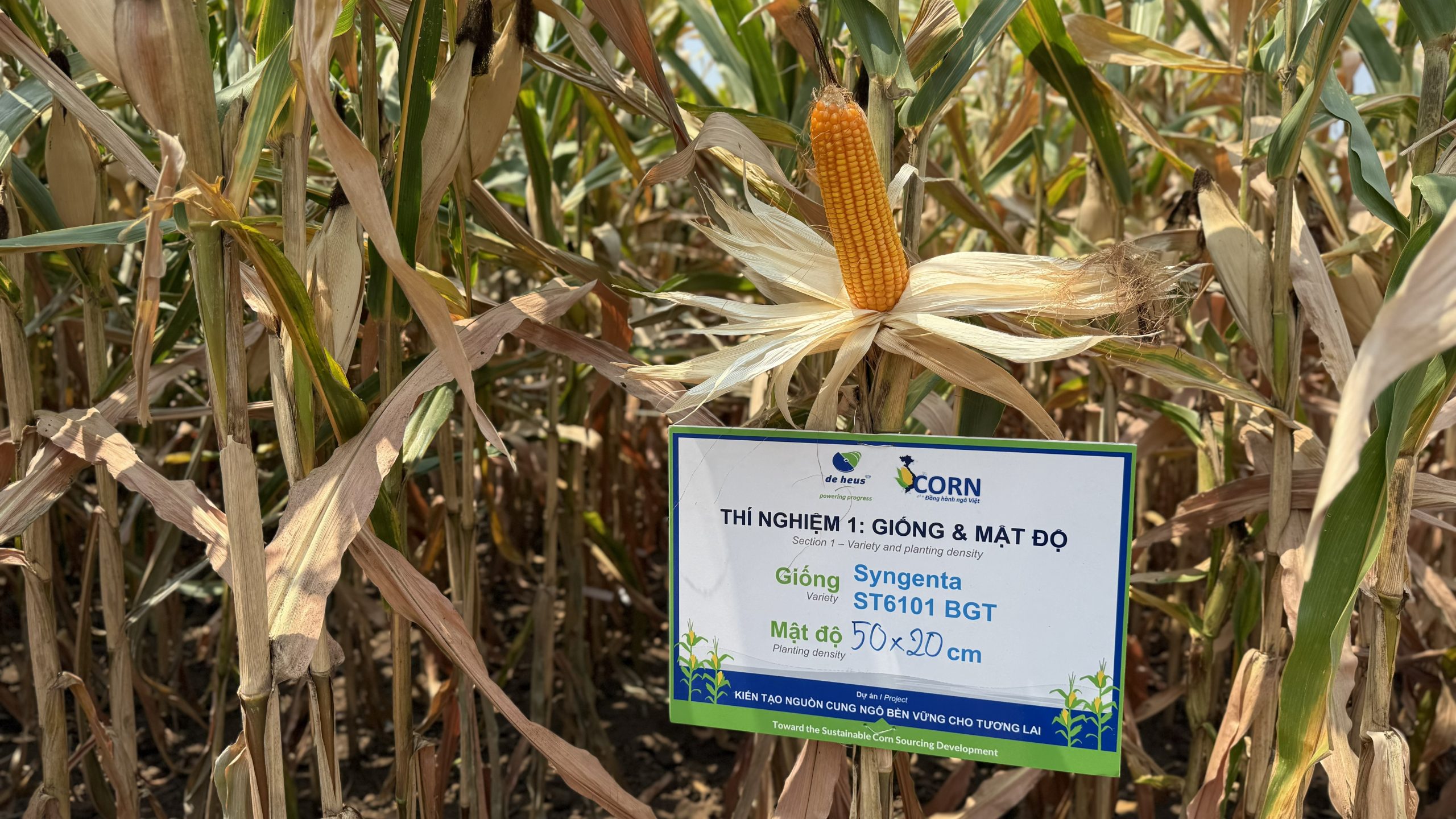 Feed Corn Field School (FCFS) training in Central Highlands of Vietnam