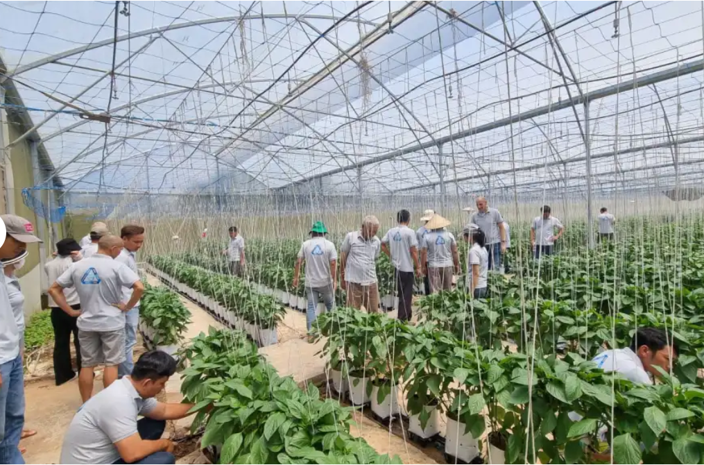 Closing the loop: cutting water and fertiliser losses in Vietnam’s greenhouses